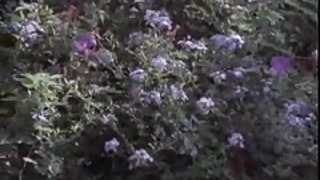 Marilyn chambers egy öreg ember xxx videó, fiú selma szex videó